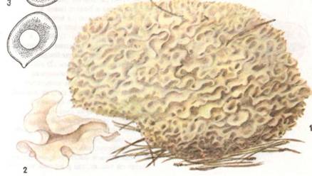 Гриб коралловый кудрявый (гриб-баран, грибная капуста)
