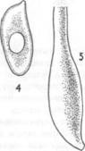 Фламмулина бархатистая (зимний гриб) р ядовковые