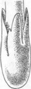 Поплавок (толкачек) серый Мухоморовые Amanita vaginata (BULL. EX FR.) QUEL. A