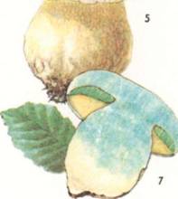 САТАНИНСКИЙ ГРИБ Boletaceae