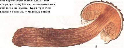 Шишкогриб (стробиломицсс) Болетовые хлопьеножковый