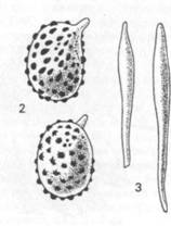 СЫРОЕЖКА СИНЕ-ЖЕЛТАЯ Russulaceae