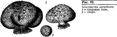 СЕМЕЙСТВО CANTHARELLACEAE — ЛИСИЧКОВЫЕ