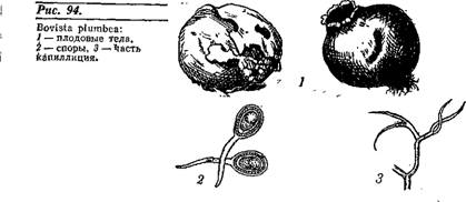 СЕМЕЙСТВО CANTHARELLACEAE — ЛИСИЧКОВЫЕ