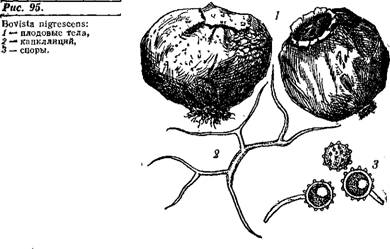 СЕМЕЙСТВО CANTHARELLACEAE — ЛИСИЧКОВЫЕ