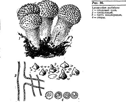 СЕМЕЙСТВО CANTHARELLACEAE — ЛИСИЧКОВЫЕ