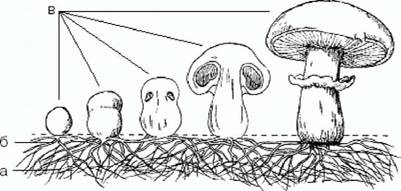 Классификация, или систематика, грибов