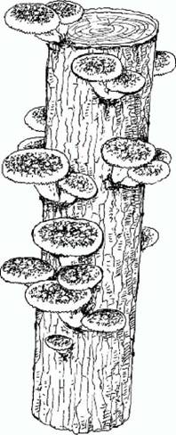 Шиитакэ (сиитакэ) - японский гриб для вашего сада