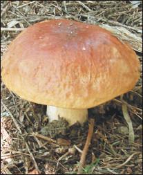 Белый гриб, форма березовая