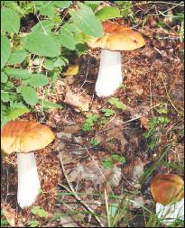 Белый гриб, форма березовая