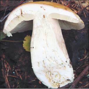 Белый гриб медный