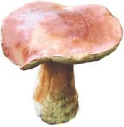Белый гриб (обыкновенный)