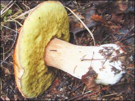 Белый гриб (обыкновенный)