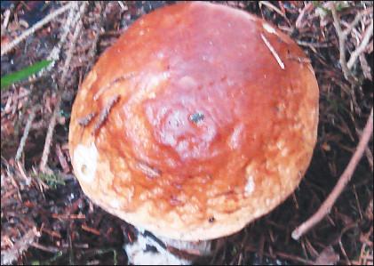 Белый гриб, форма сетчатая