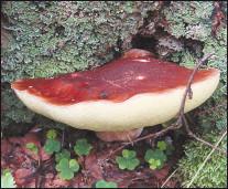 Польский гриб