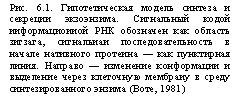 Подпись: Рис. 6.1. Гипотетическая модель синтеза и секреции экзоэнзима. Сигнальный кодой ииформациоииой РНК обозначен как область зигзага, сигнальиаи последовательность в начале нативного протеина — как пунктирная линия. Направо — изменение конформации и выделение через клеточную мембраиу в среду синтезированного энзима (Воте, 1981)